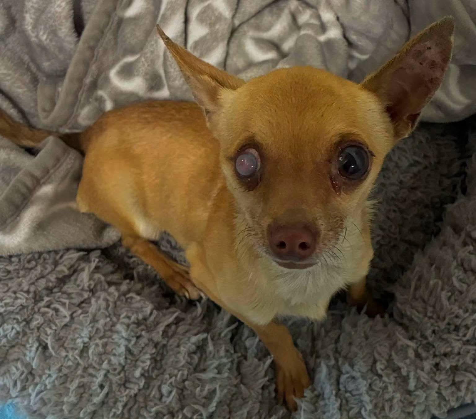Found dog