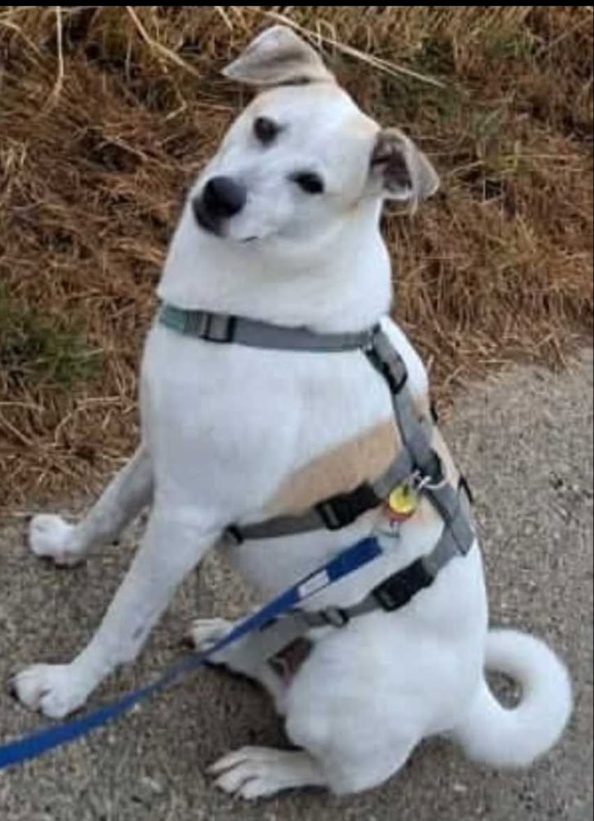 Lost dog