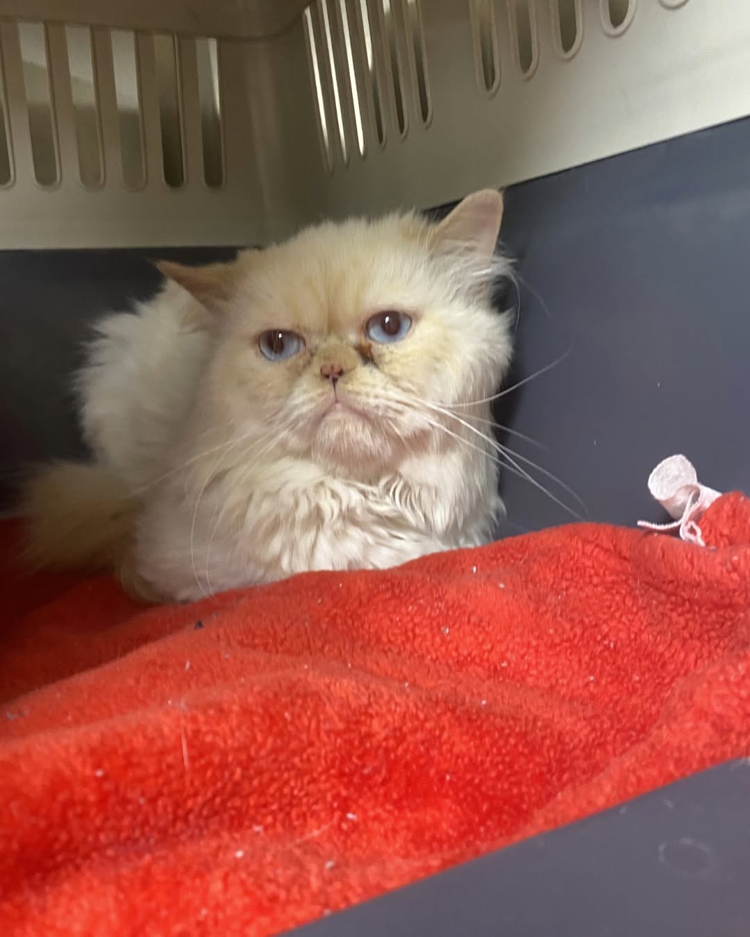 Found cat