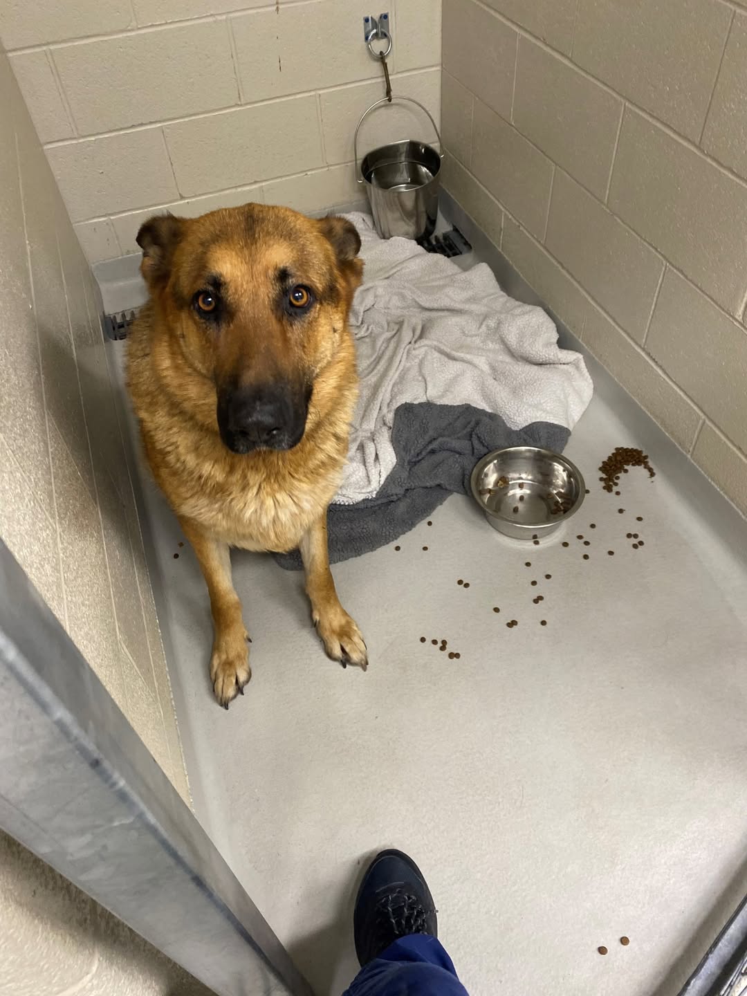 Found dog