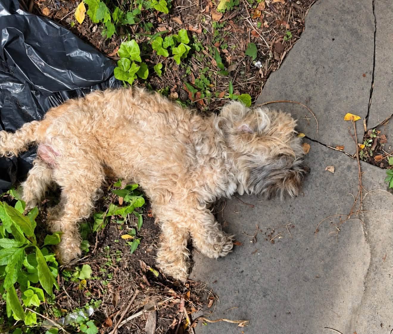 Found dog