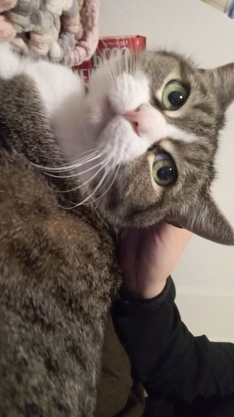 Lost cat