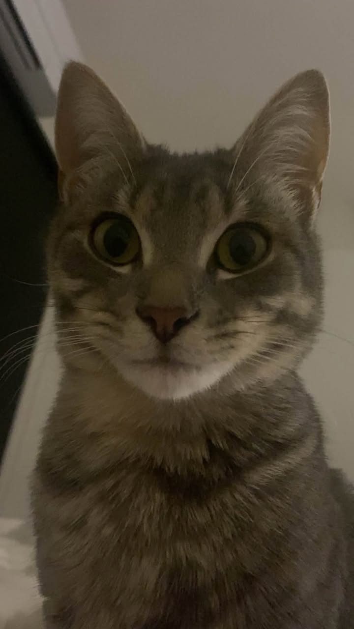 Lost Cat in Melbourne