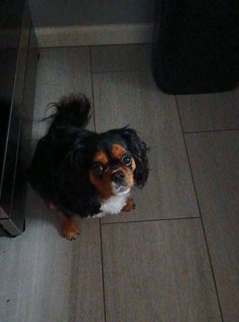 Lost dog