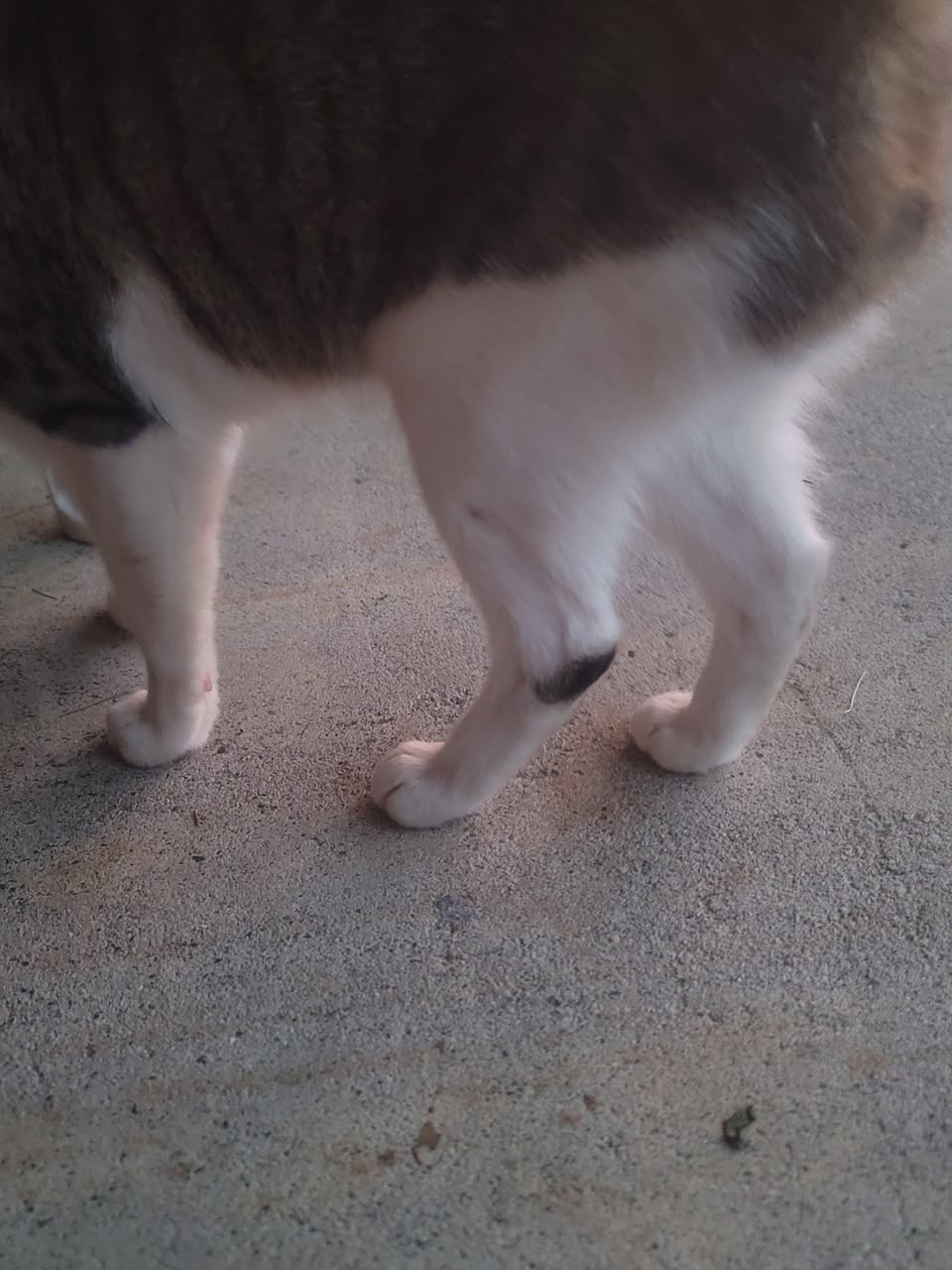 Found cat