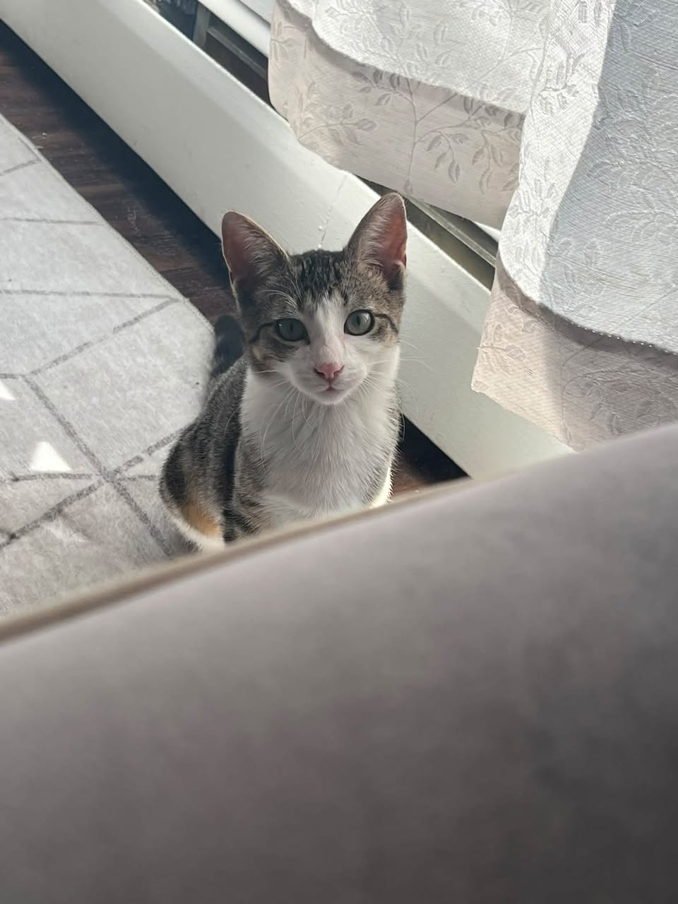Lost Cat in Owen Sound