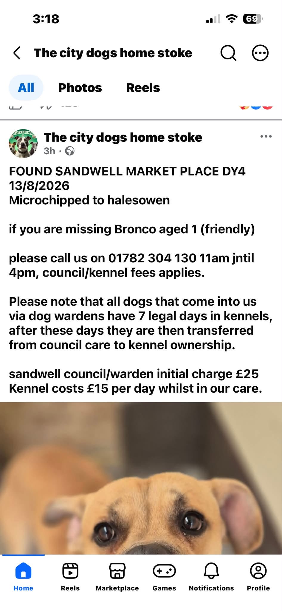Found dog