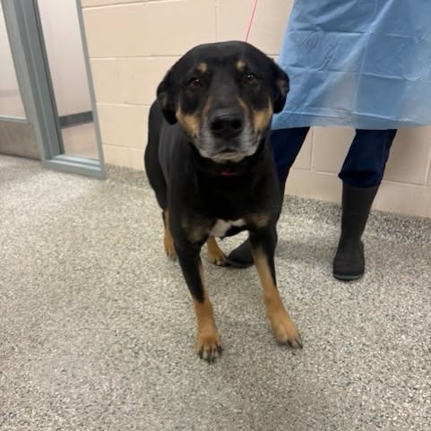 Found dog