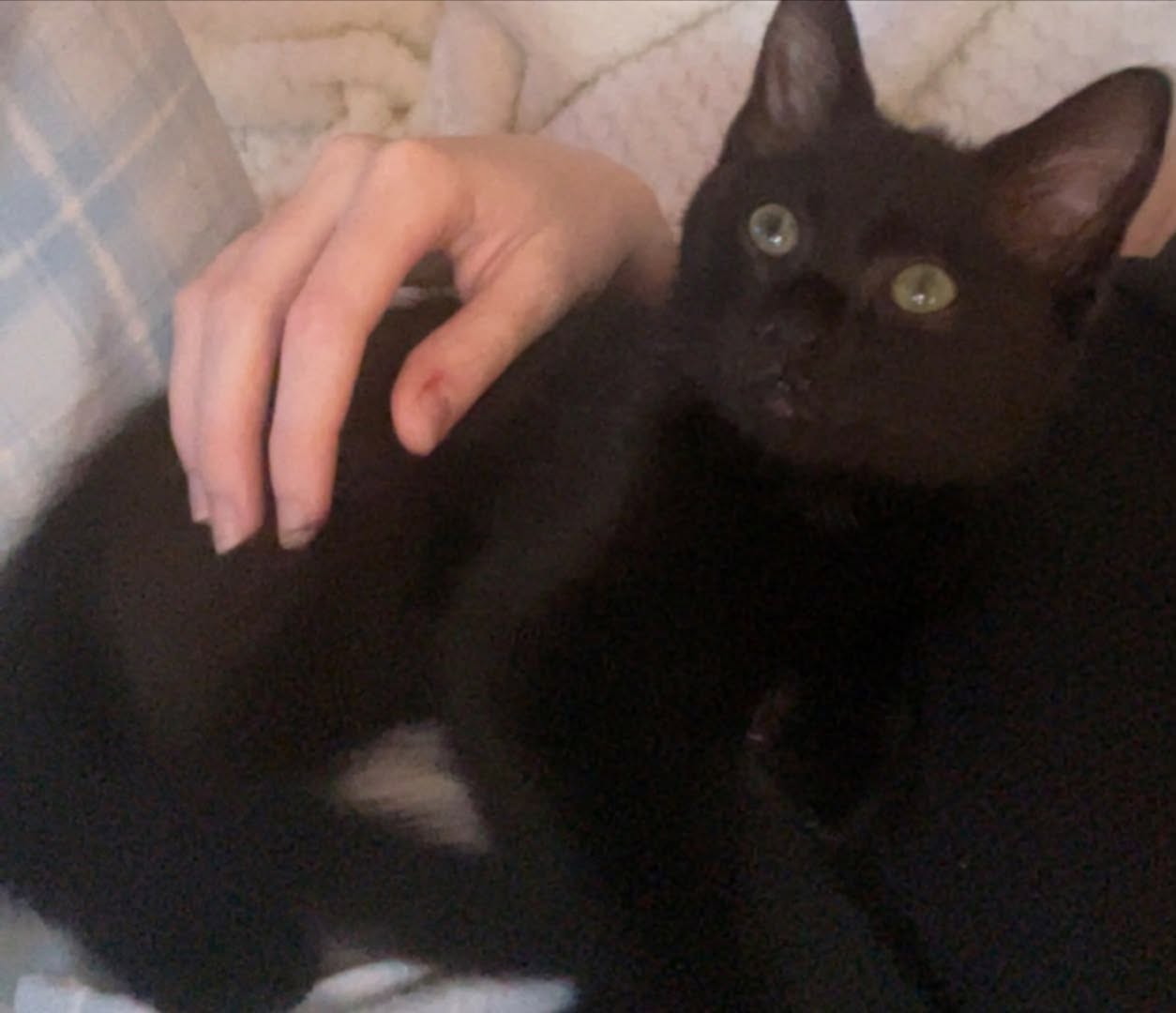 Lost Cat in Fredrikstad