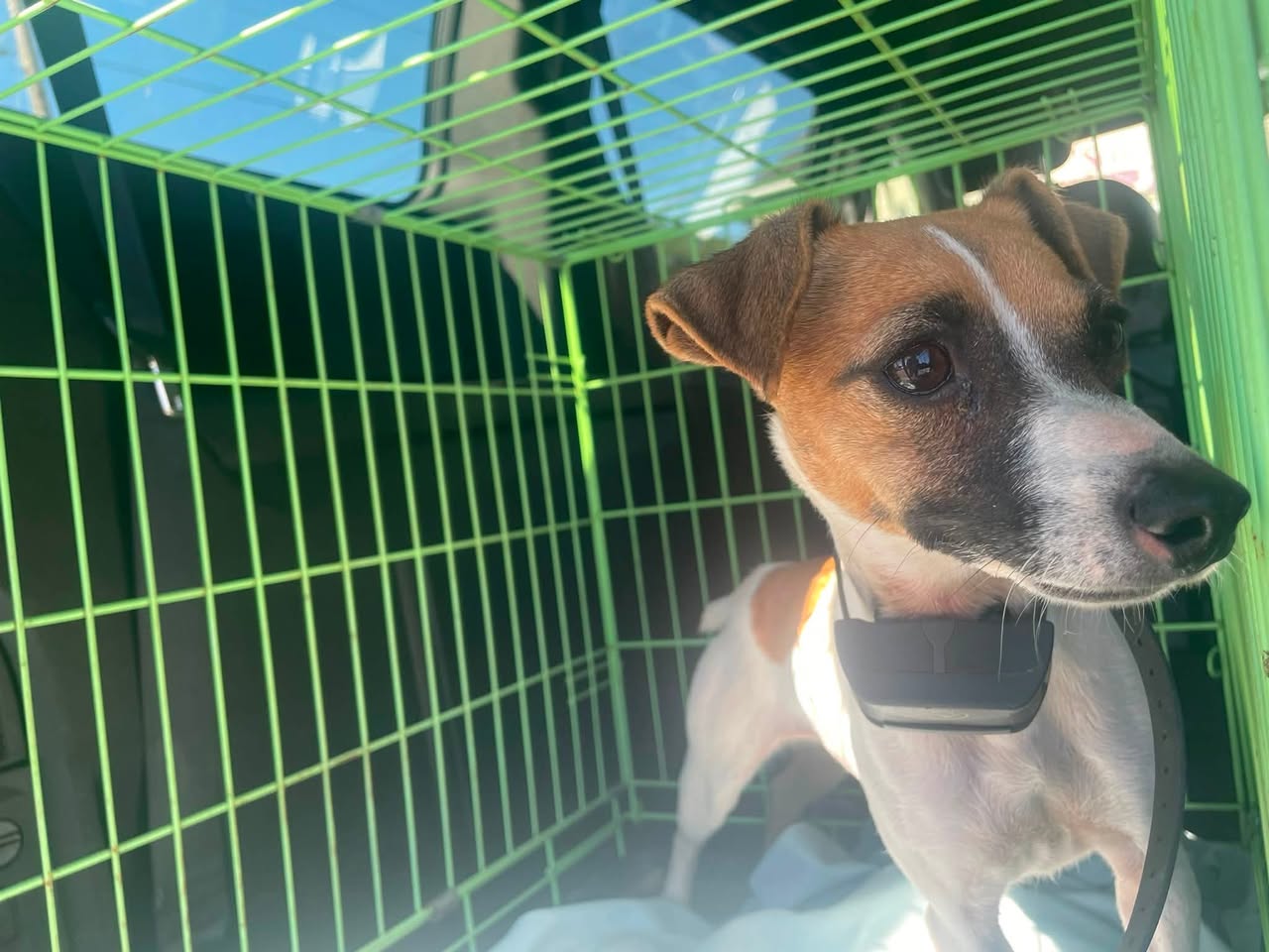 Found dog
