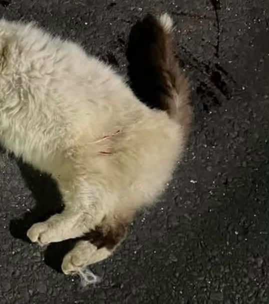 Found cat