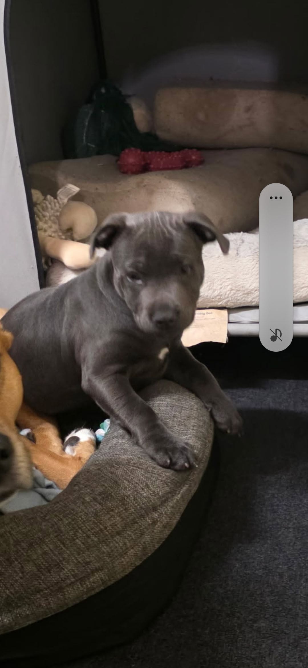 Lost dog