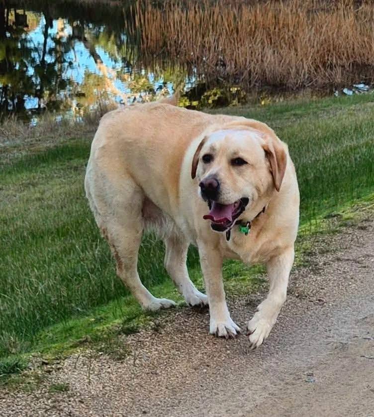 Lost dog