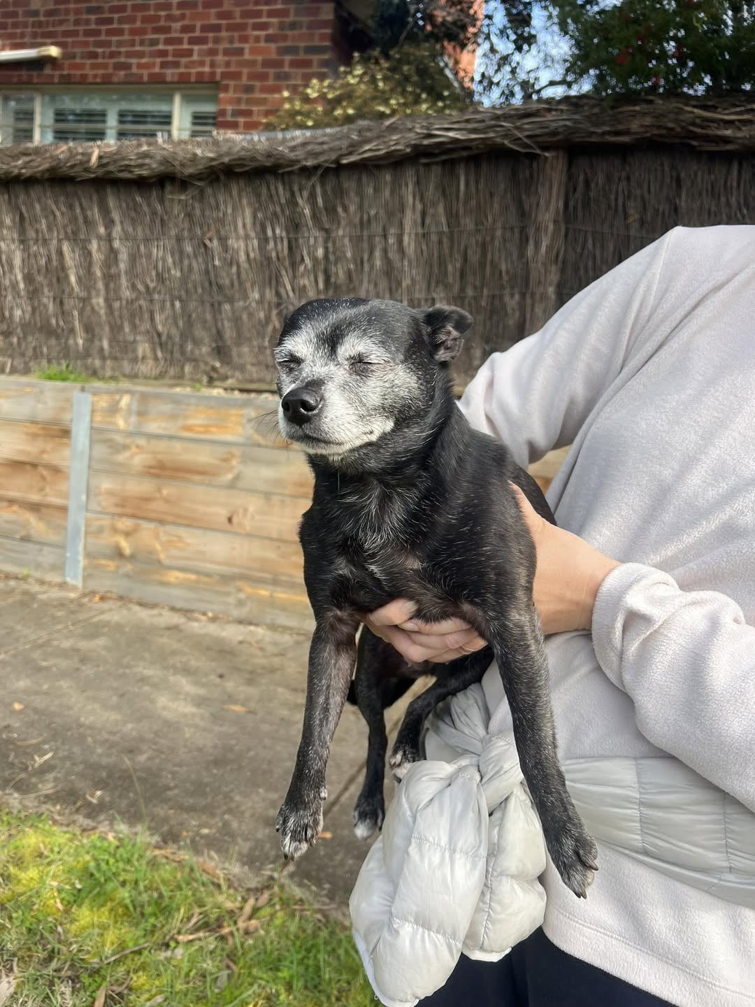 Found dog