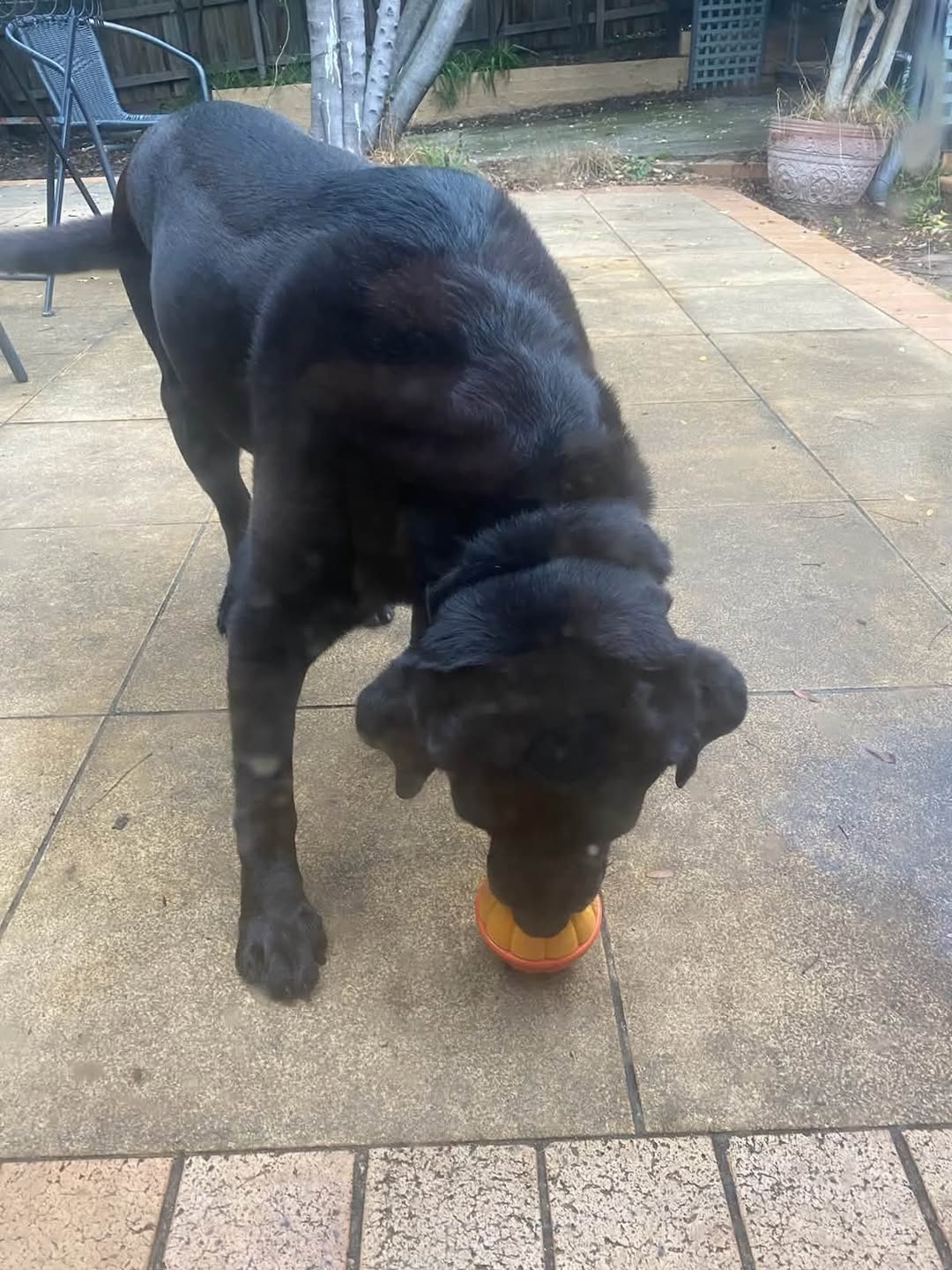 Lost Dog in Australia