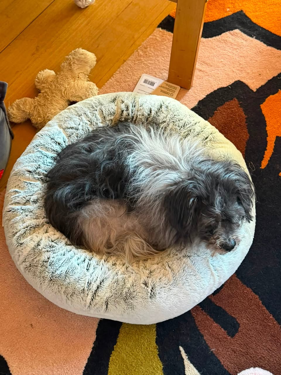 Found dog