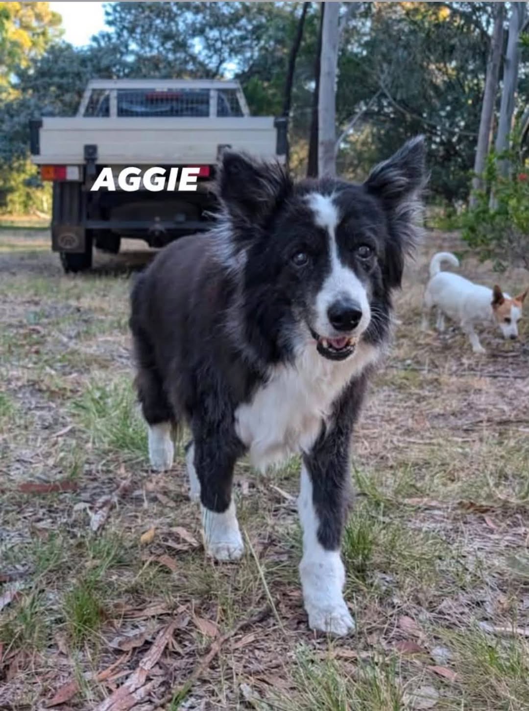 Lost dog