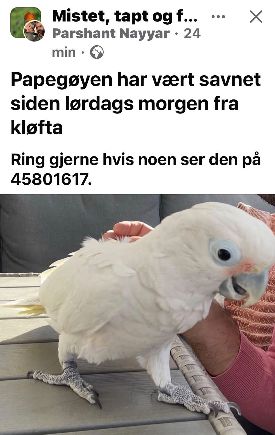 Lost Bird in KløFta