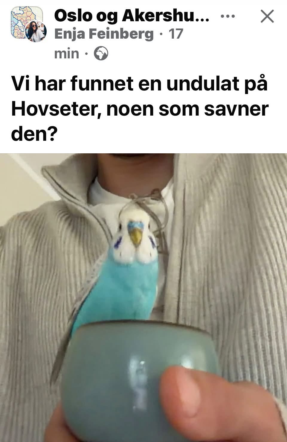 Found budgie