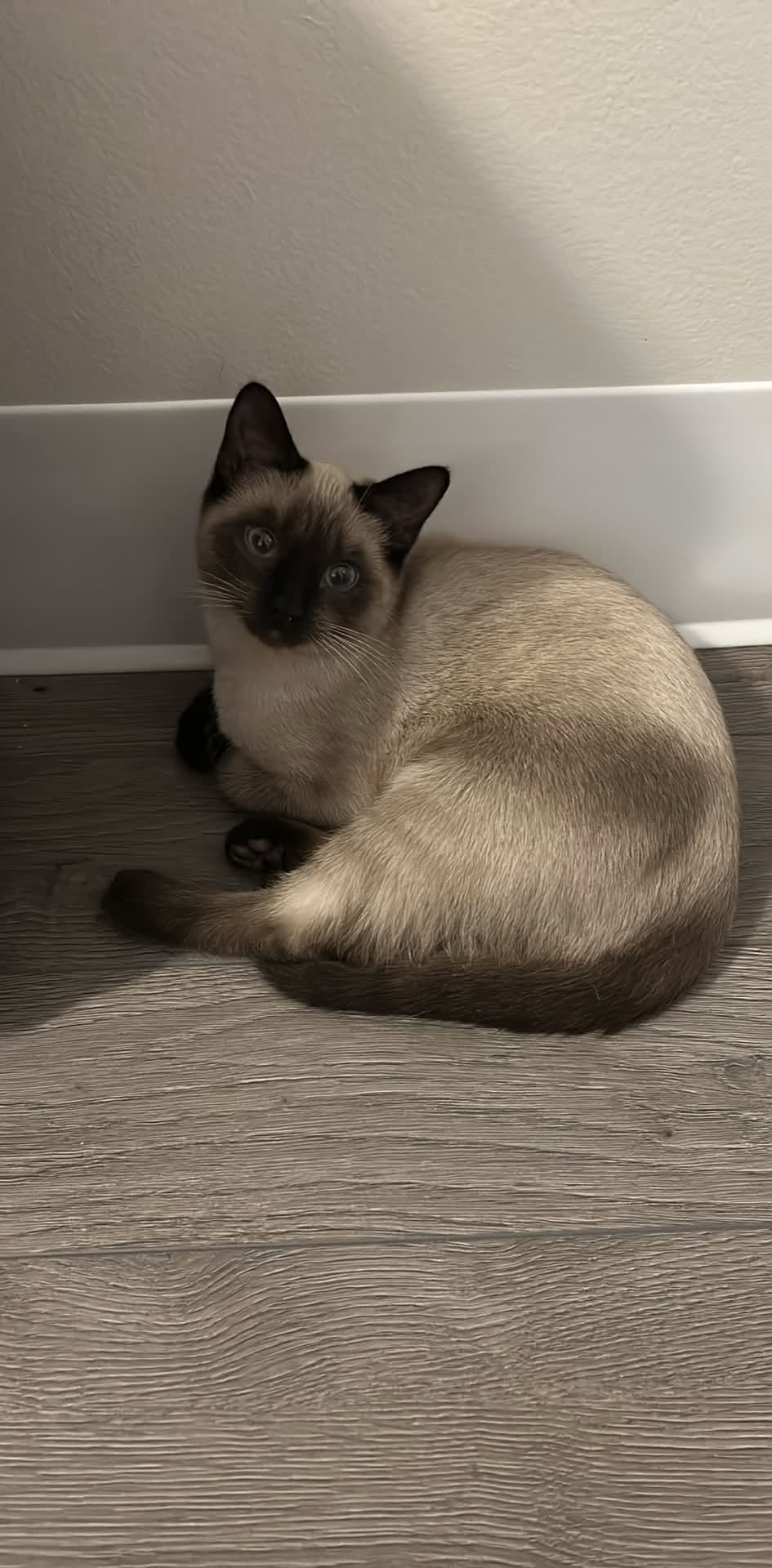 Lost cat