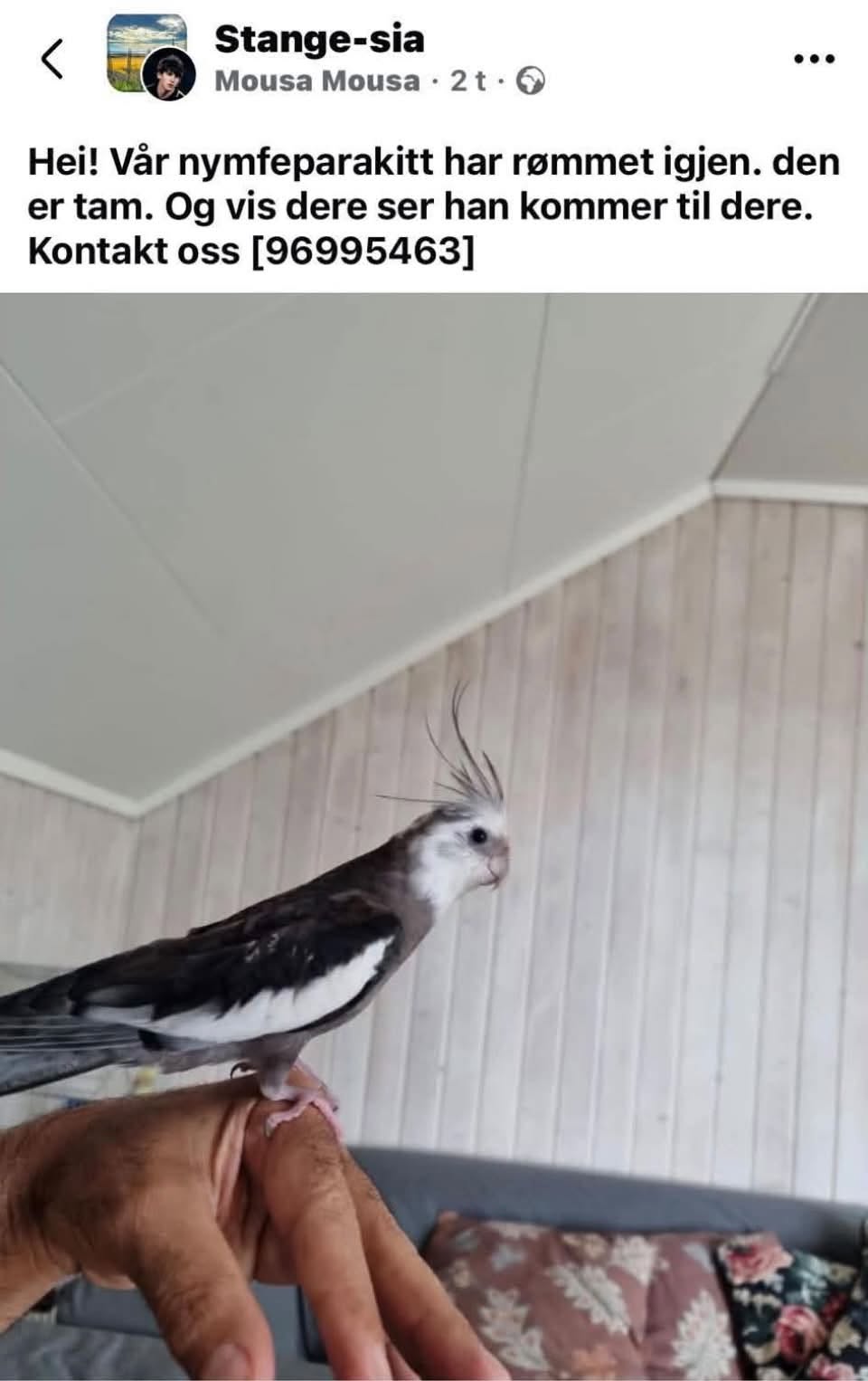 Lost Bird in Stange