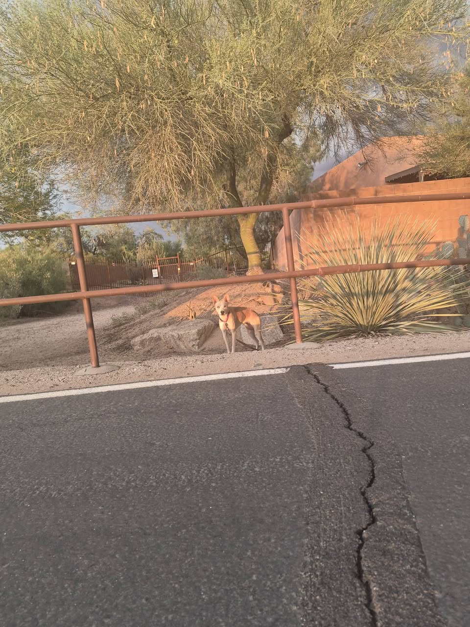 Found dog