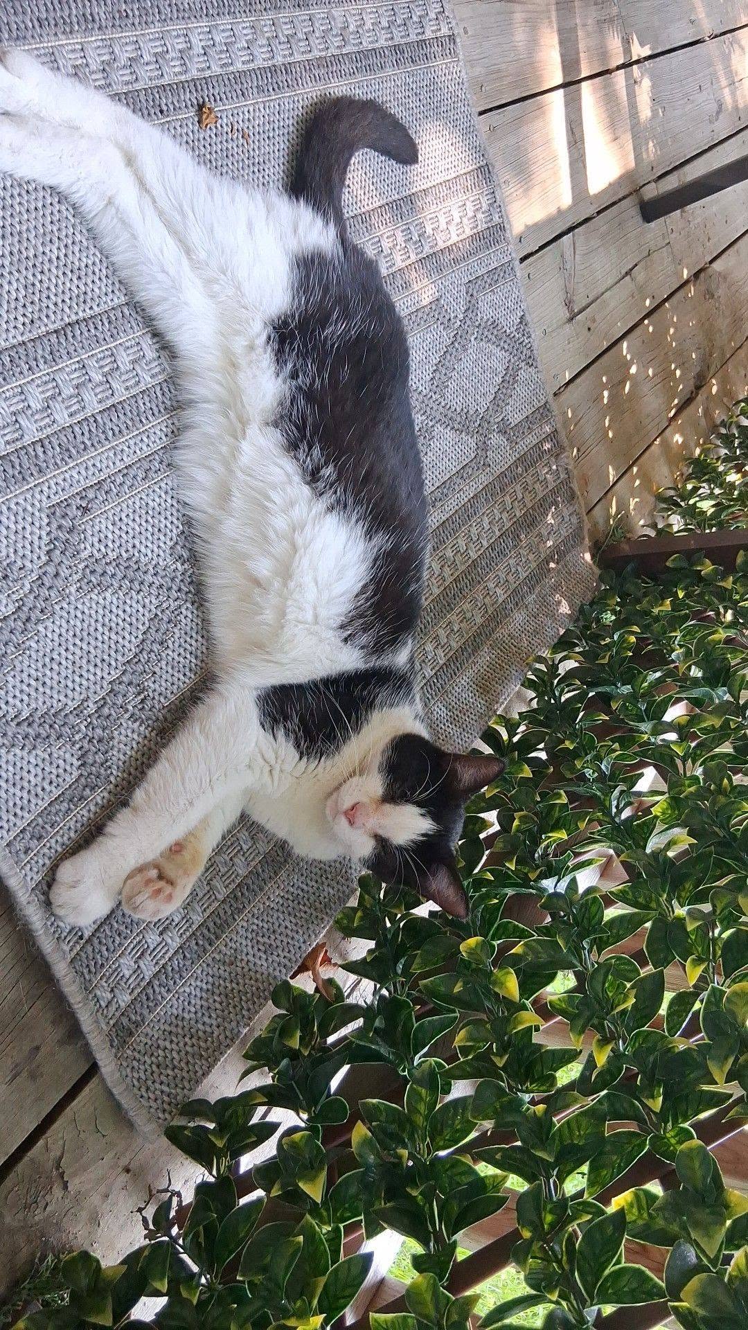 Found cat