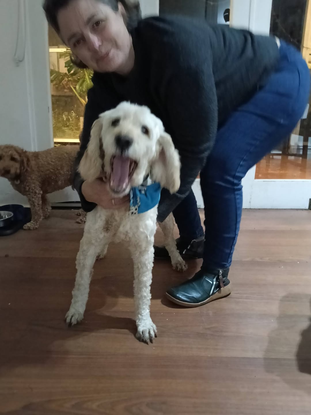 Found dog