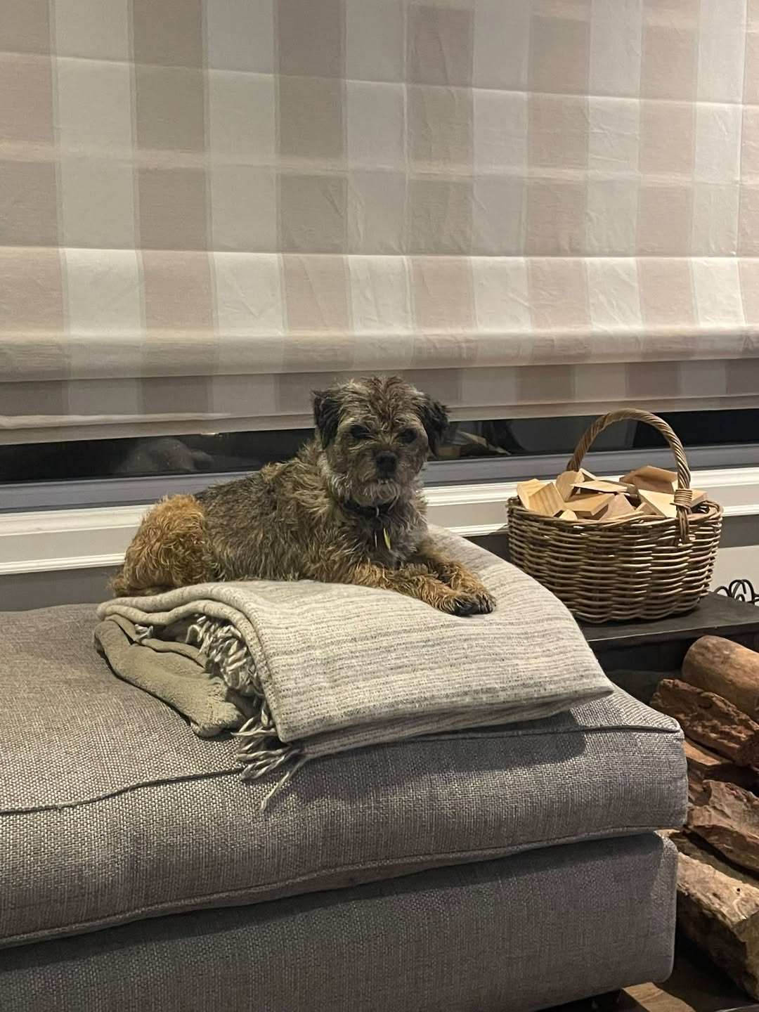 Lost dog