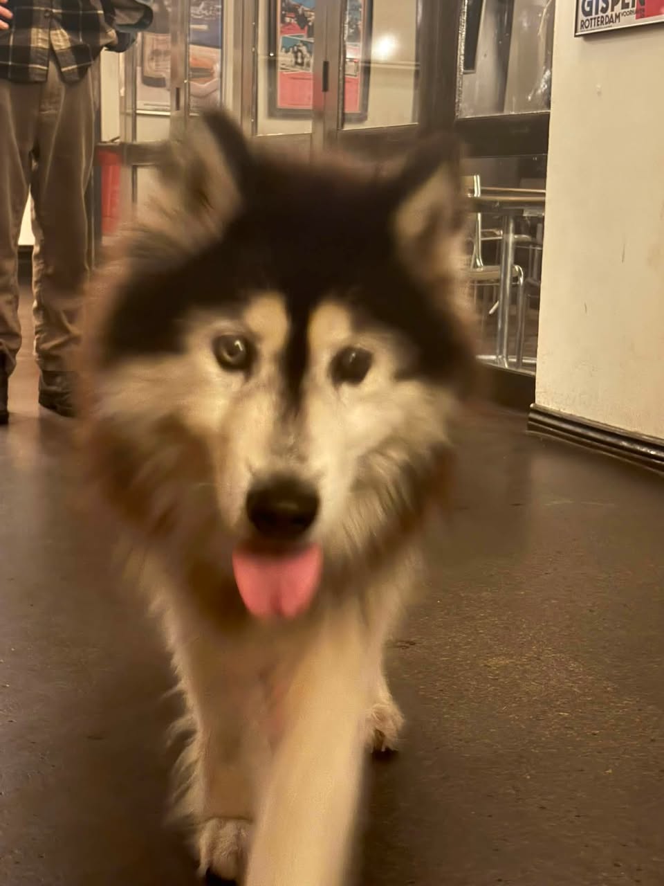 Found dog