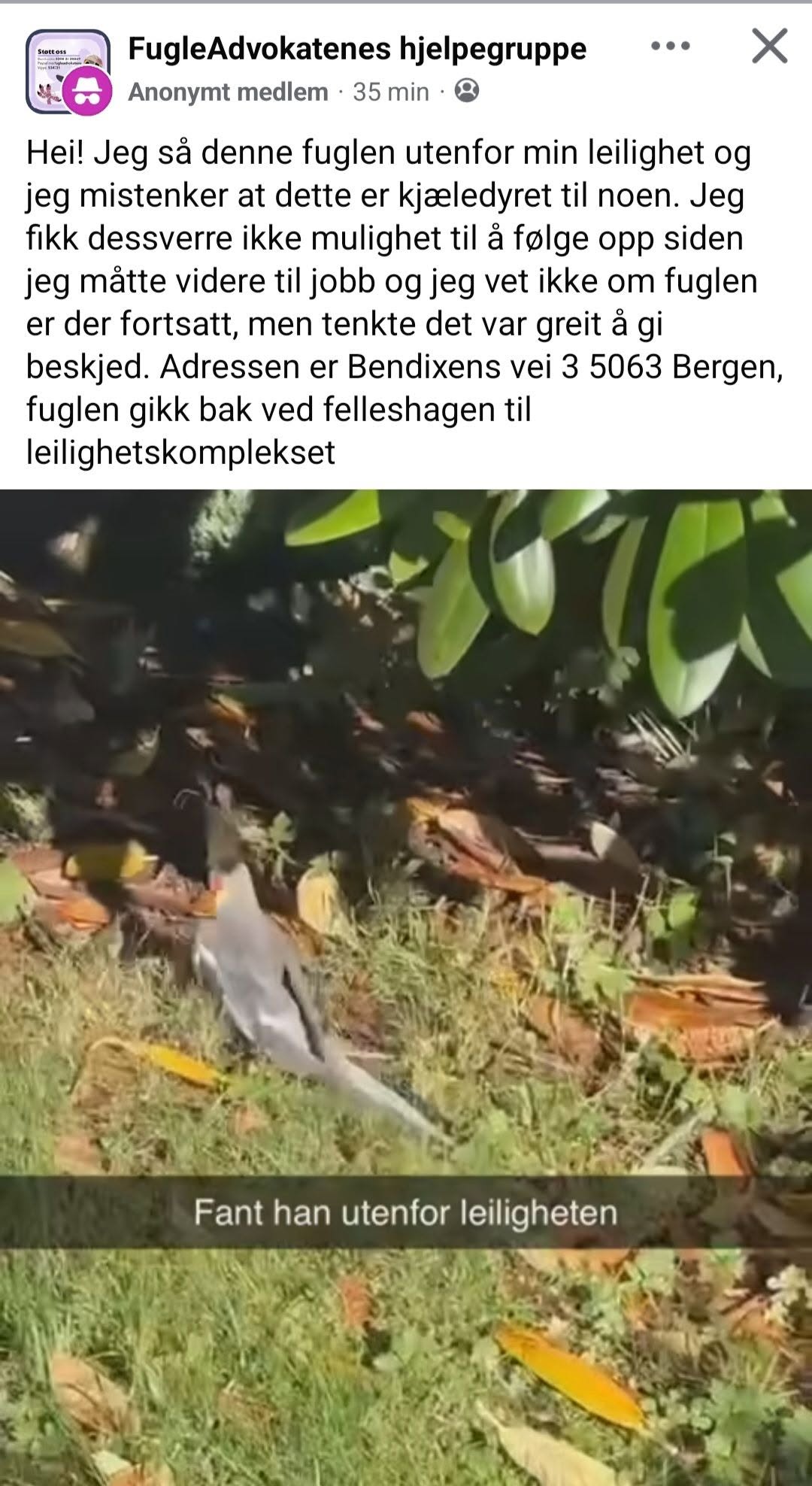 Found bird