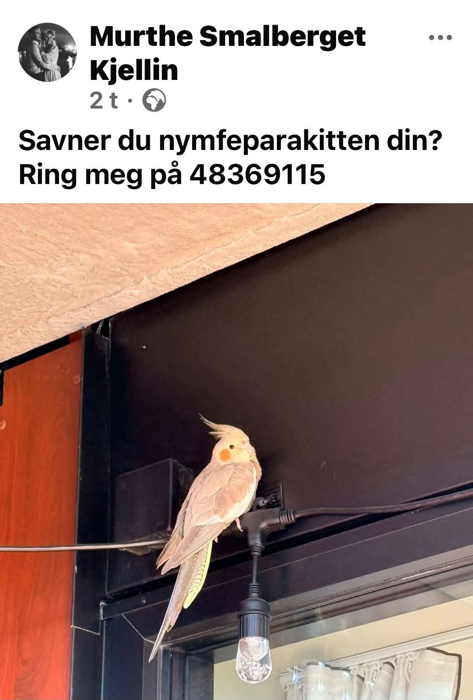 Found bird