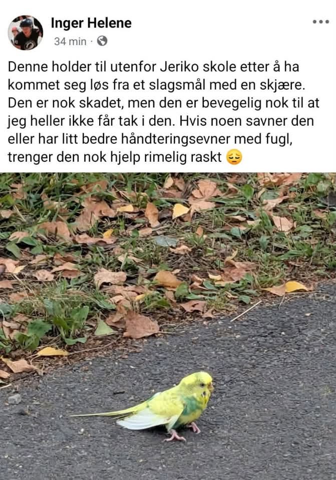 Found budgie