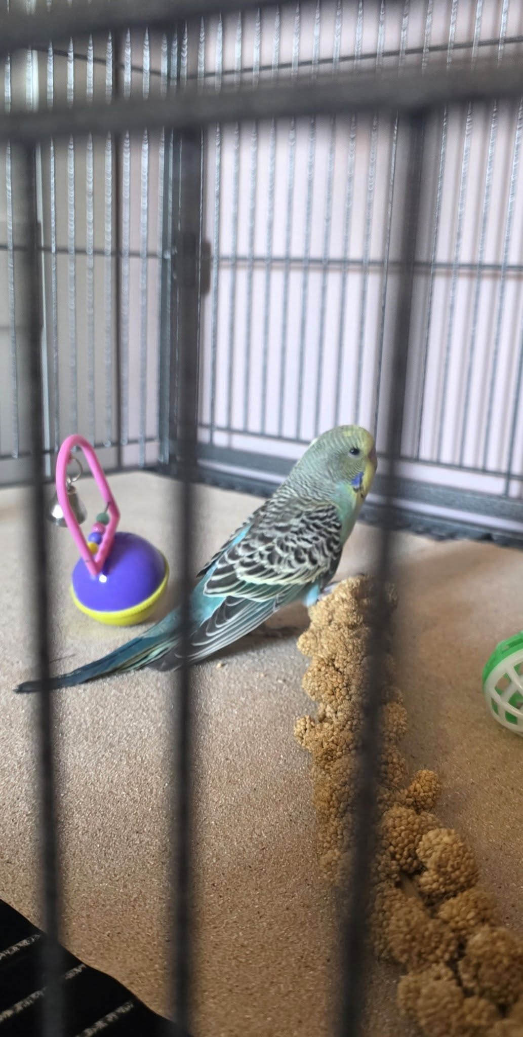 Lost Budgie in Granholmen