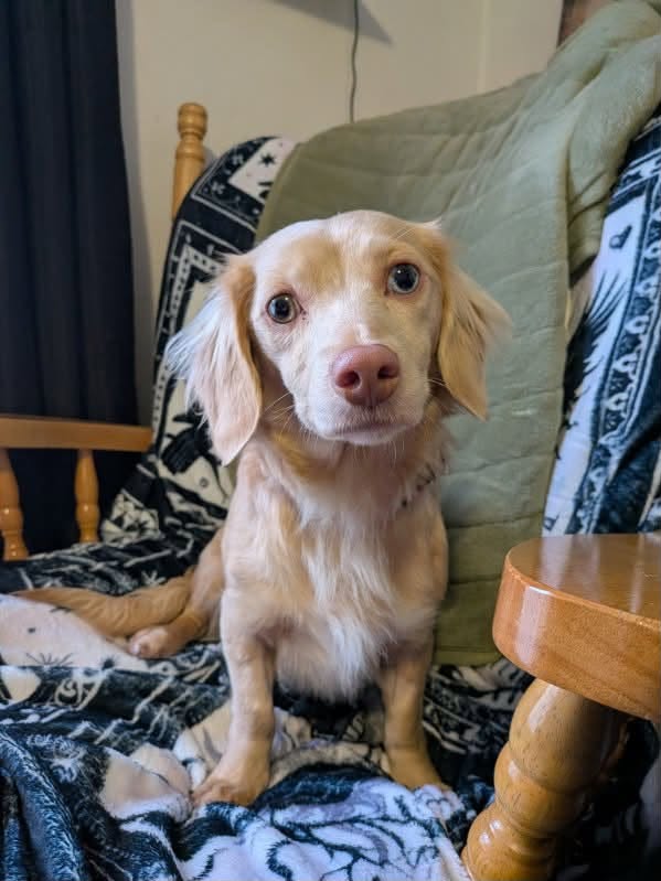 Lost dog