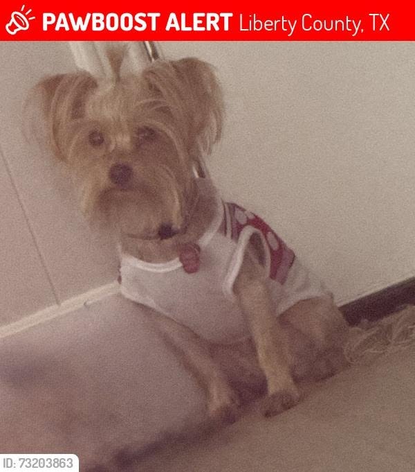 Lost Dog in Splendora