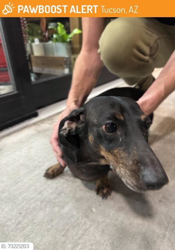 Found dog