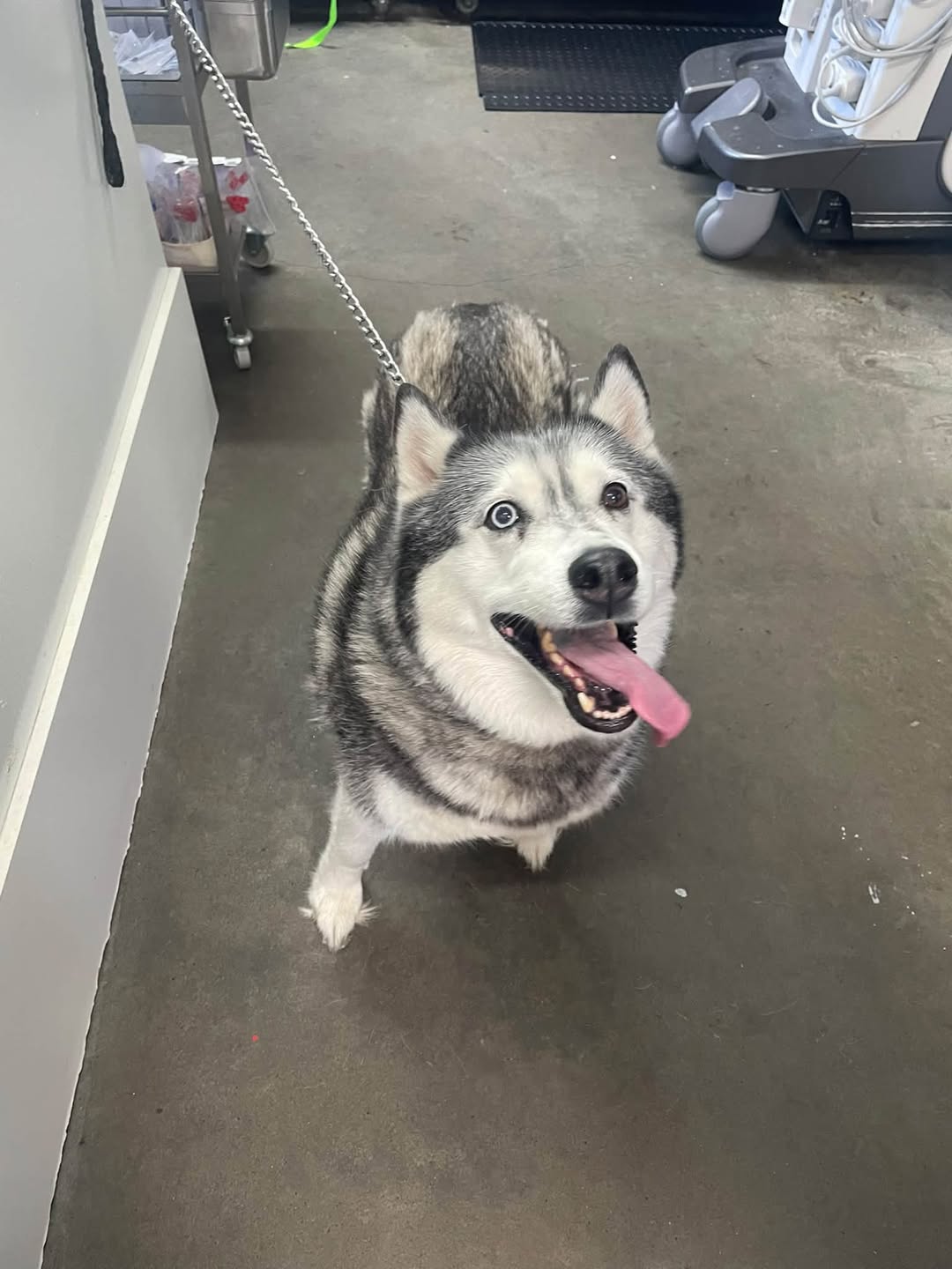 Found dog