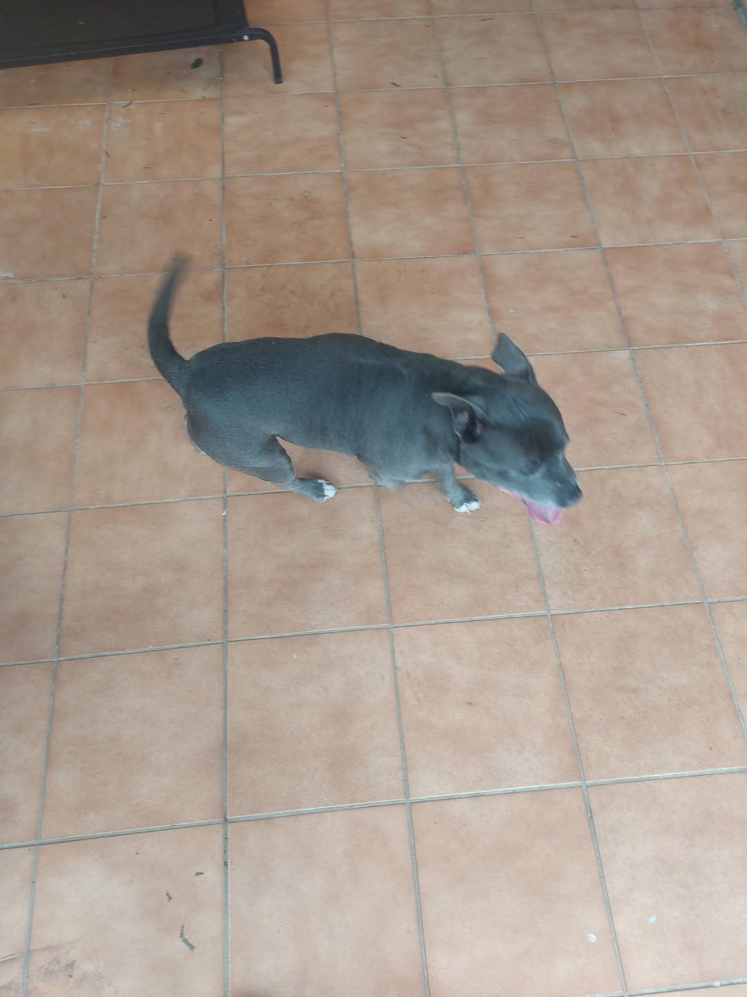 Found dog