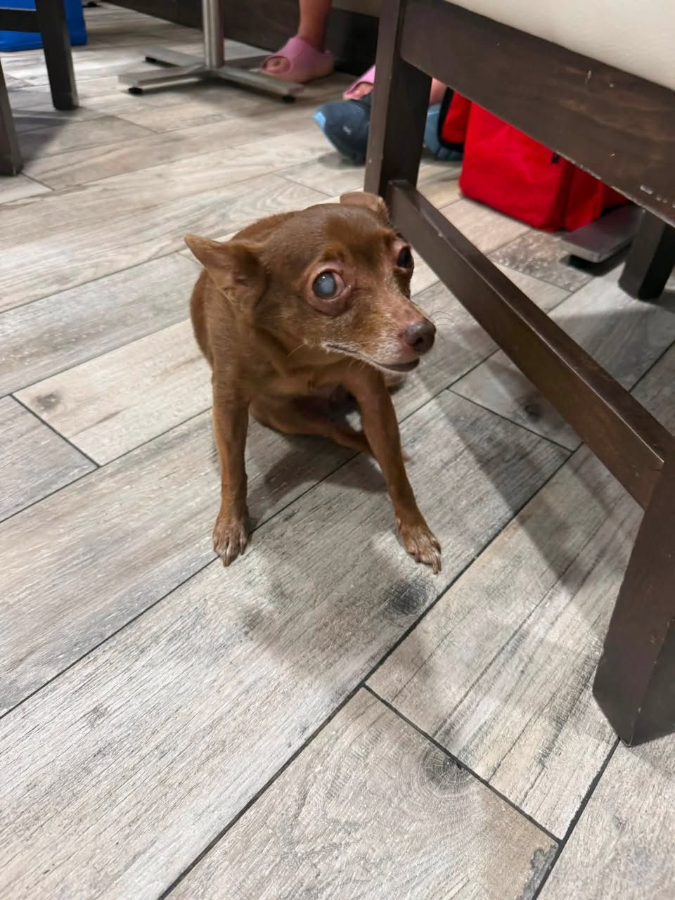 Found Dog in Kill Devil Hills