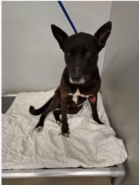 Found dog