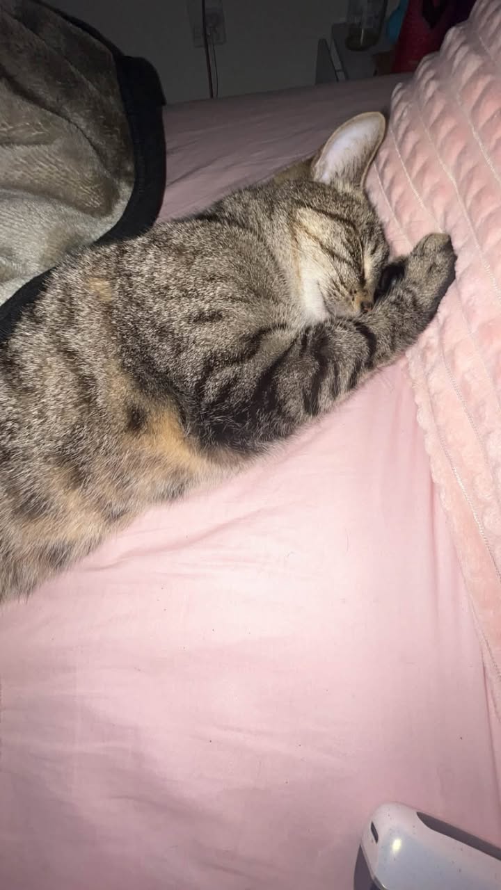 Lost cat