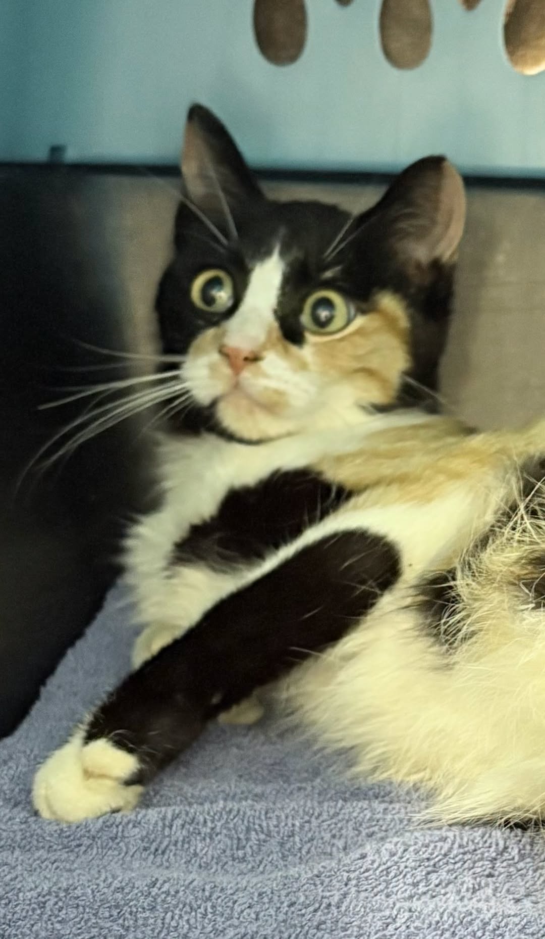 Found cat