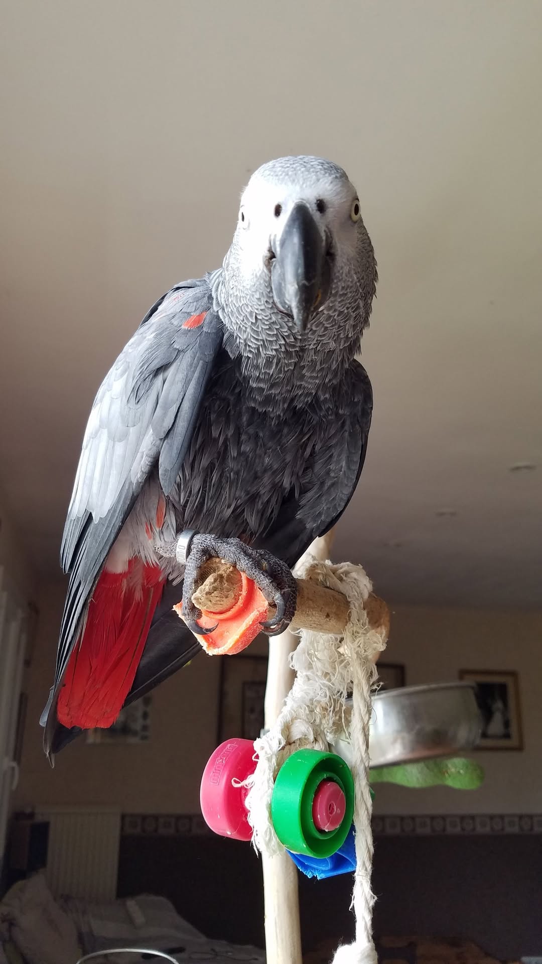 Lost bird