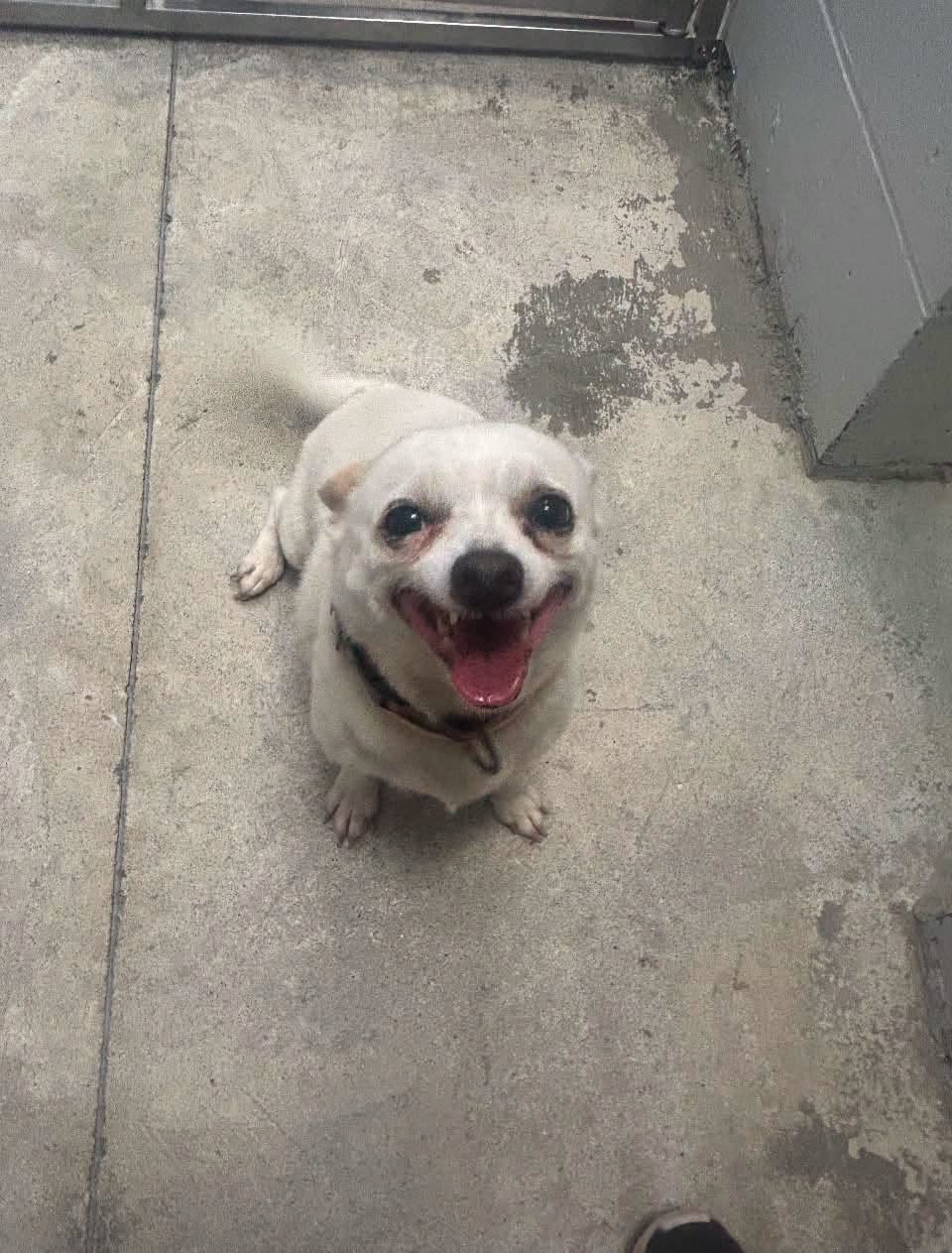 Found Dog in Manteo