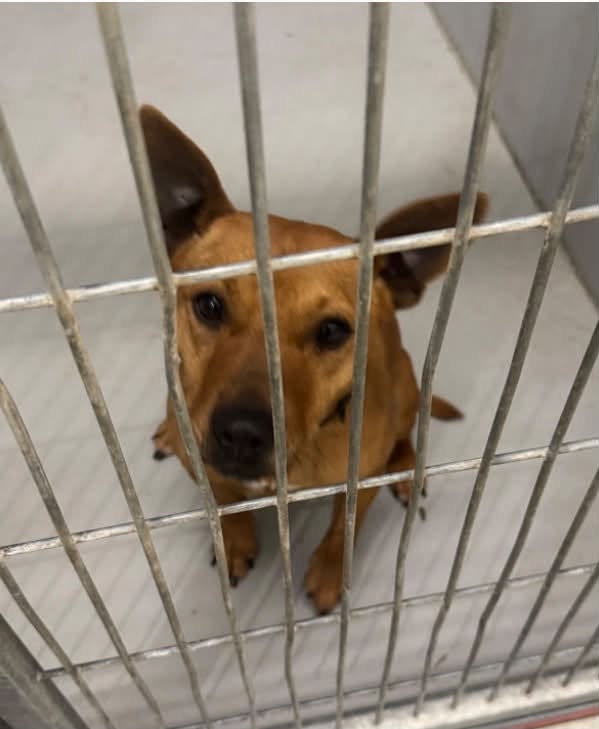 Found dog