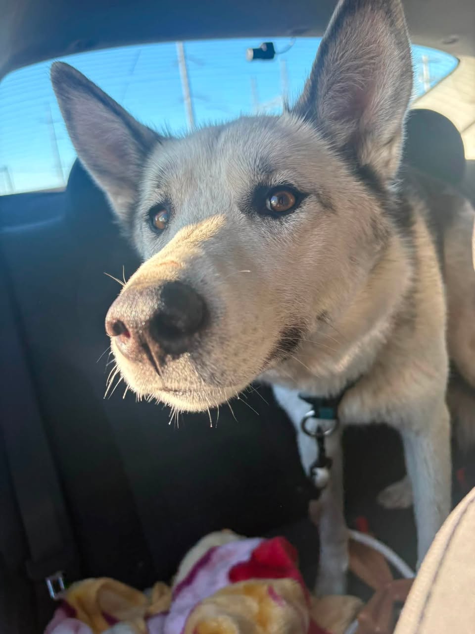 Found dog