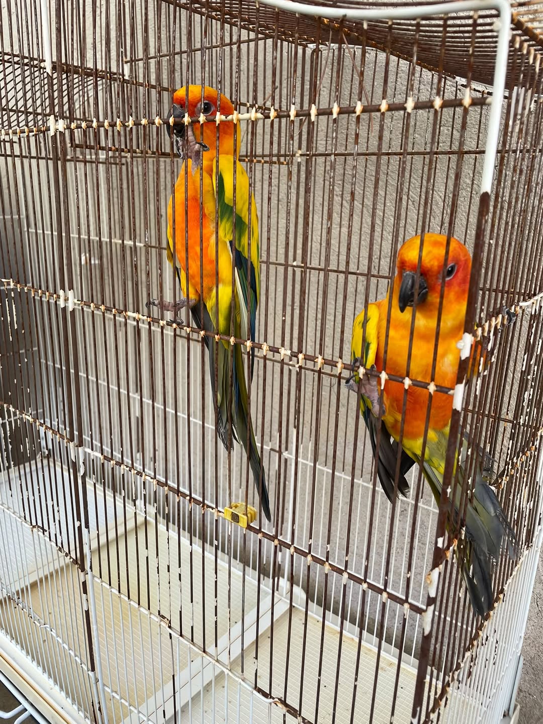 Found bird