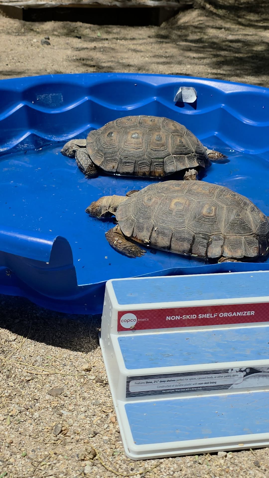 Lost Tortoise in Tucson