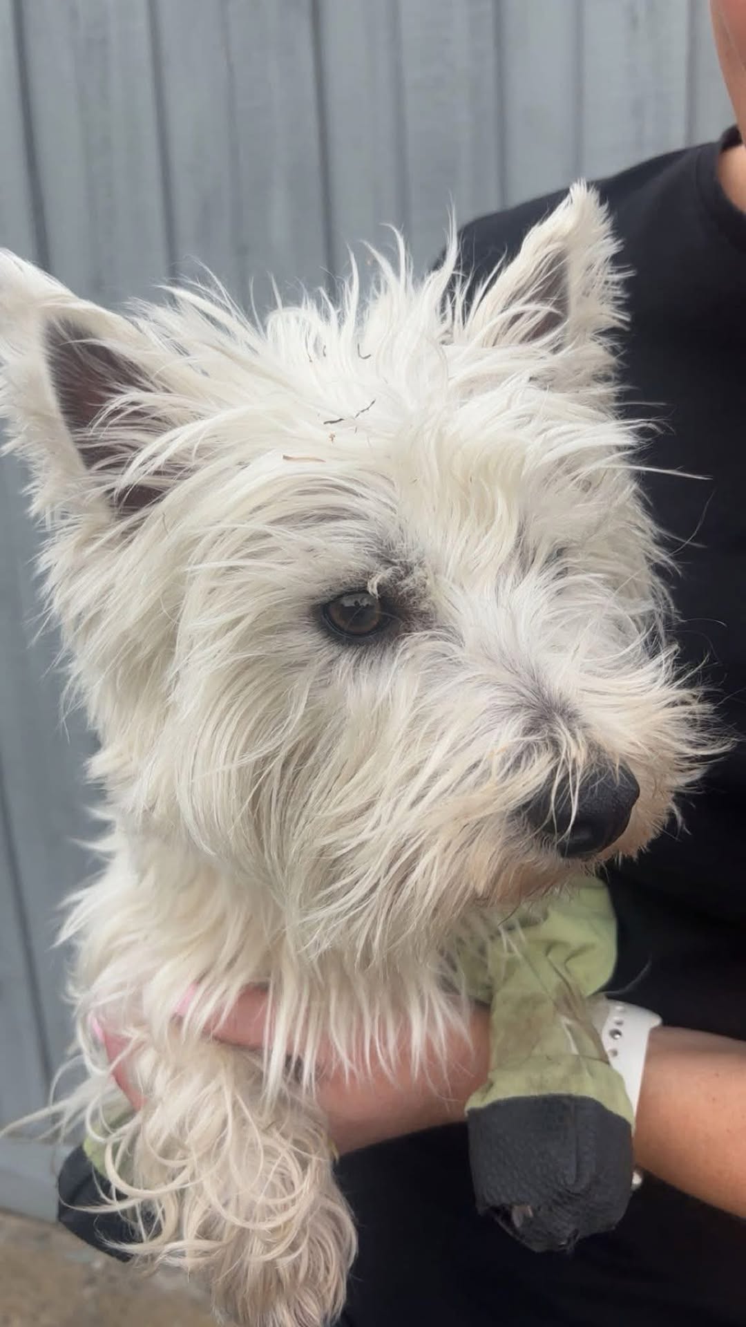 Found dog